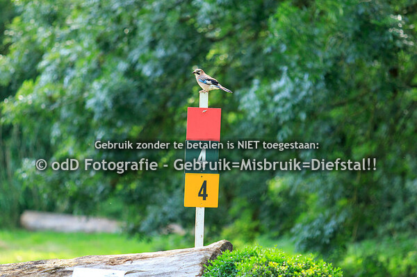 Eventing Zuid Holland - SGW Vlietland 16-06-19