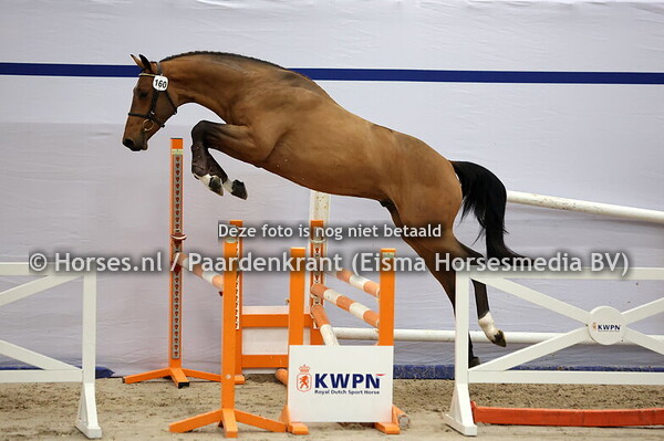 160 (Chacco Blue x Heartbreaker)