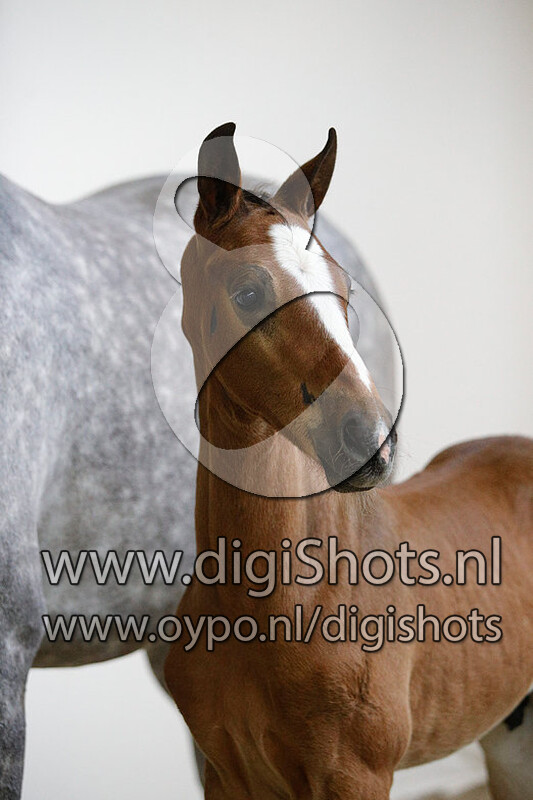 Olaf DDH v. Kasper DDH