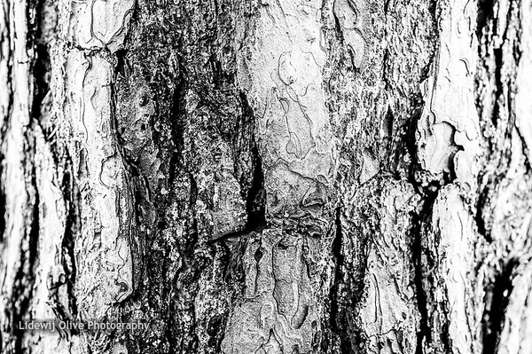 Twentse lijnen in de natuur -  abstract