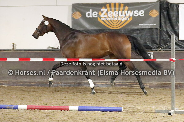 53 Olivia TC (Kevin x Loxley's Jazz v. Lord Loxley)