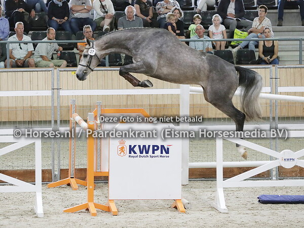 12-08-21 NMK springpaarden en -veulens
