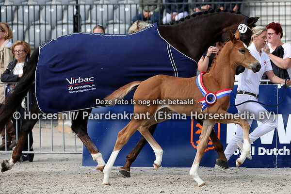 31 Onora Waard (Escolar x Irish Waard v. Florencio)