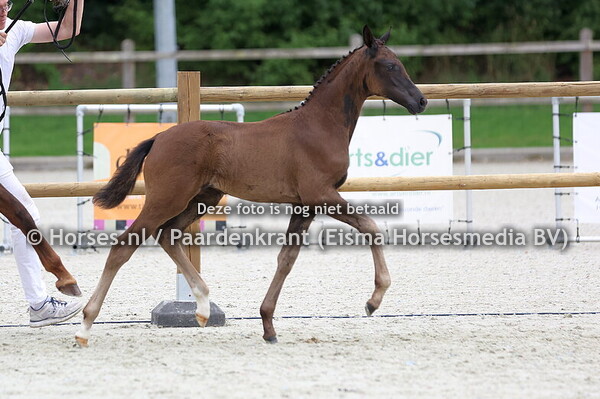 65 Valencia M&M (Glamourdale x Good Day v. Charmeur)