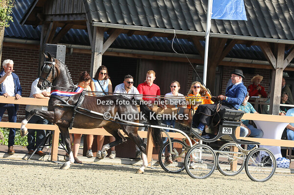4 Jarige fokmerries in tuig Groep 1