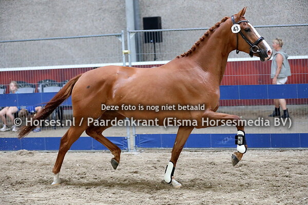 20-07-2022 STK en CK Flevoland KWPN