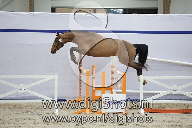 Titanium Blue van t Hunzehof SB