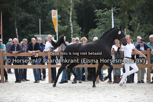 201 Lucienne V.O.D. (Glamourdale x Kilucienne v. Michelangelo)