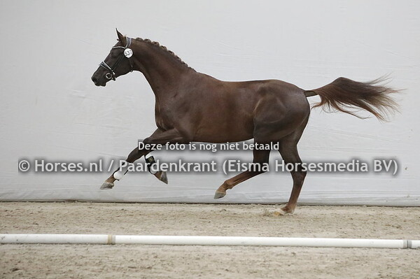 537 Orelion (Rubin Royal x H-A-Bertje v. Dorado)