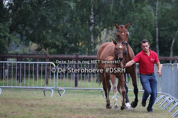 Springveulens (vrouwelijk)