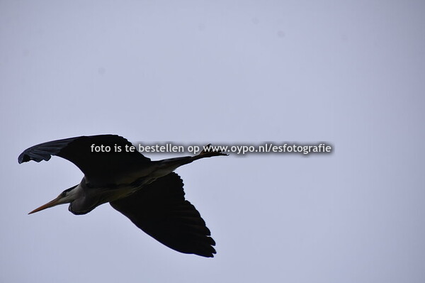 16-5-2025 Militaire oefening Falcon spring