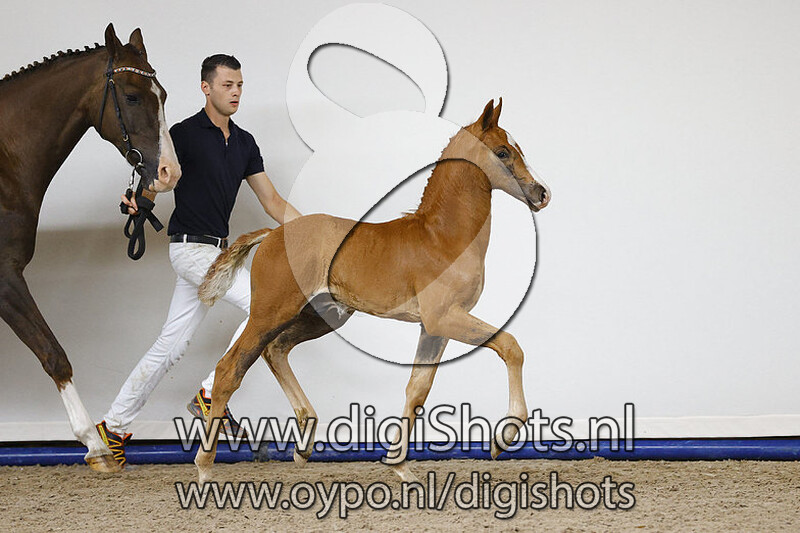 Popstar Texel v. Ferdinand