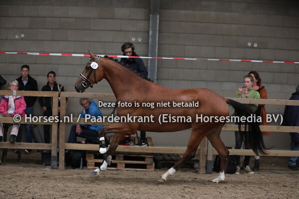 31 Moetjatja (Hitmaker x Vilandra v. OO Seven)