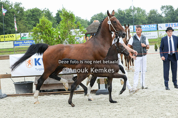 81 - Velina van Wiedengoed ( Magnifiek x Eebert ) 