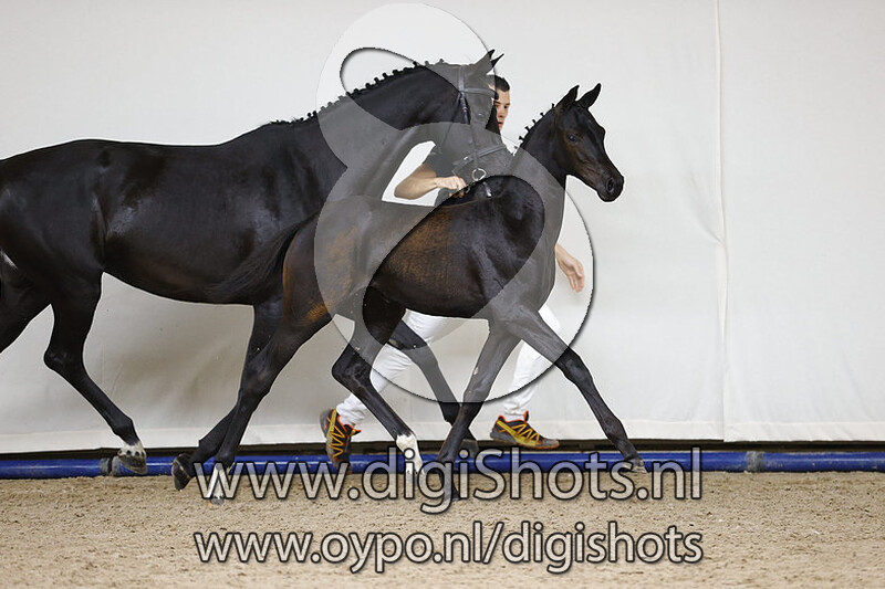 Pivesta v. Le Formidable