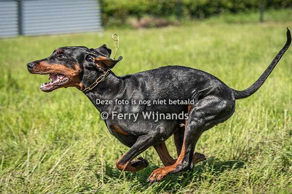 van Frieslands Glorie deel 2