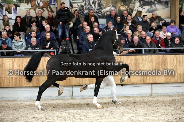 06-01-2024 KWPN tuigpaard oudere hengsten