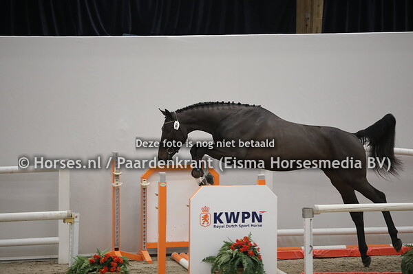 7 Napardi vd Kruisselbrink (Apardi x Curly v. Casall)