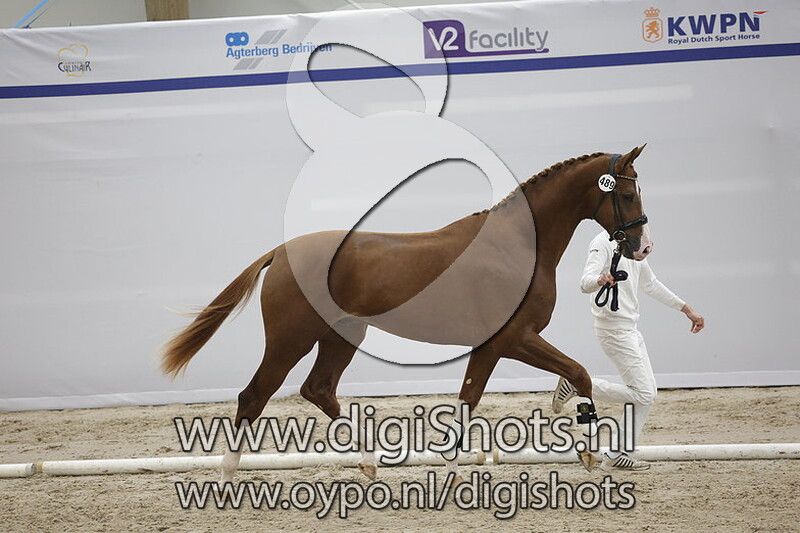 Papillon le Coupied v. Le Formidable - 489