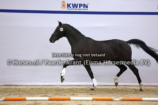 534 (Secret x Grey Flanell)