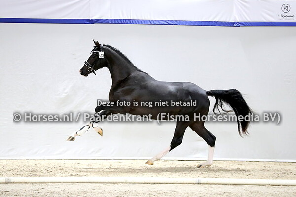 04-02-2021 KWPN HK 2021 Dressuur