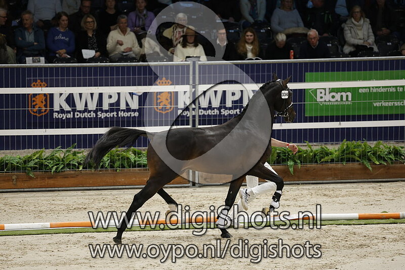 Rambo v. Dream Boy - 334