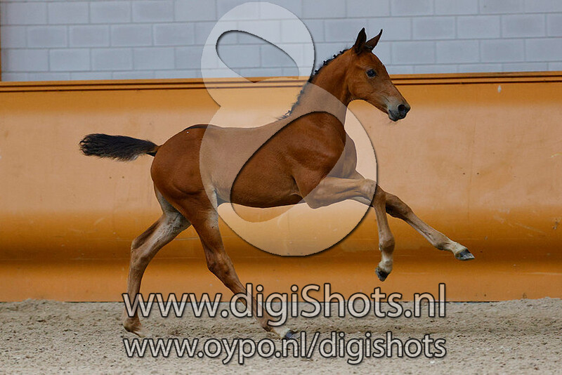 R U Crazy CD v. Lambada Shake AG