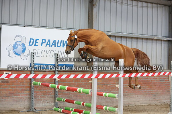 2 Salima II VH twents Veilinghuis (Monator vd Radstake x Halima)
