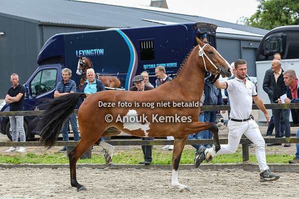 Sandalina HM ( Icellie x Colonist )