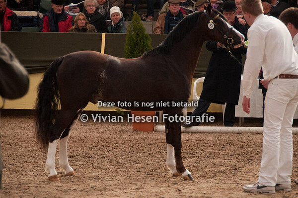 Centrale Hengstenkeuring Vrijdag