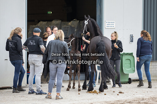 16. Paco van de Black Stables