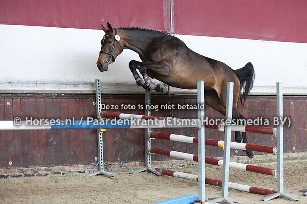 1 Starlynda vd Valckenborg (Arezzo x Hacarinda v. Carrera VDL)