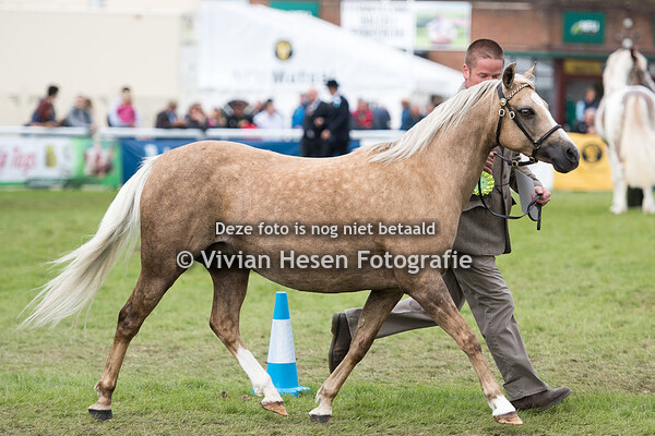 Senior Broodmares Section B