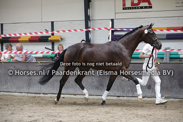 6 Marley van Wittenstein P (Dream Boy x Ziggy van Wittenstein)