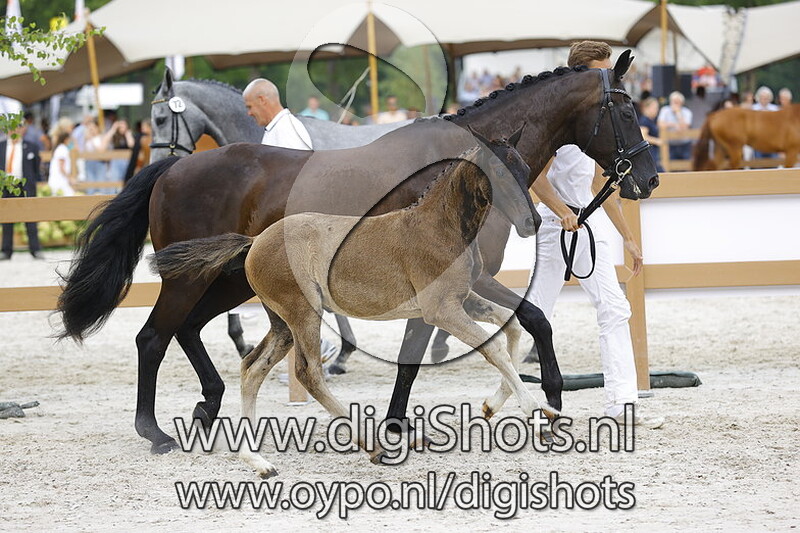 Tarantula BSW v. Poeta de Susaeta