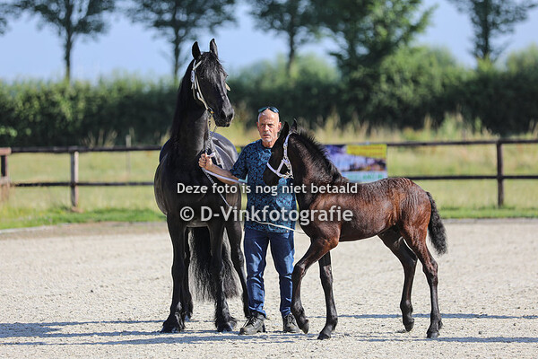 Rubriek 1 hengstveulens