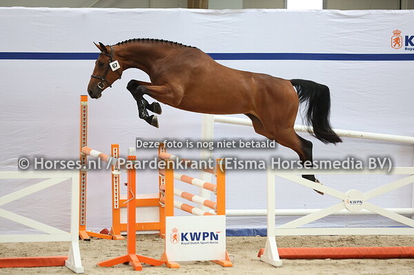 67 Silou EK (Carlou PS x Nila v. Impressive)