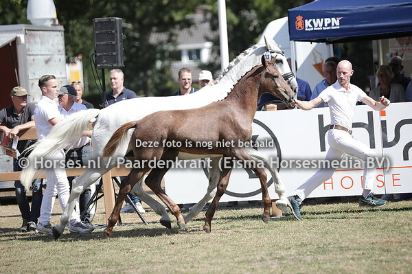 33 Sir Mowgli SVN van't Studutch (Mowgli V.O.D. x Diamond Hit)