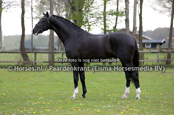 41 Nacho (Negro x Krack C)