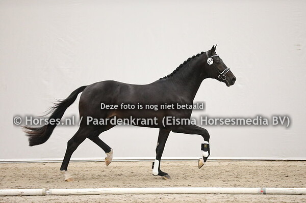 514 Just Wimphof x Jazz