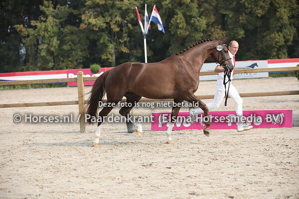 198 Joules (Everdale x Butterfly v. UB 40)