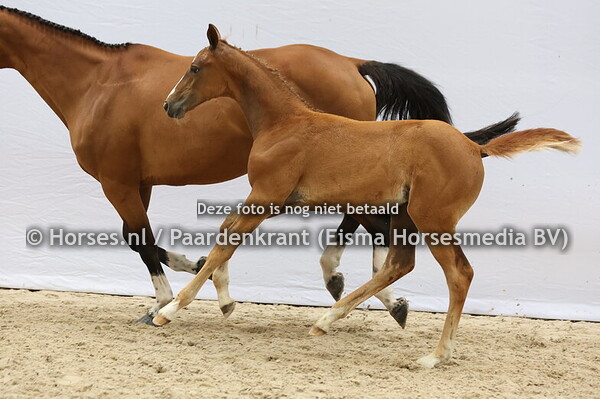 41 Vaya Lou (Ruzgar VII x Caya Lou v. Cardento)