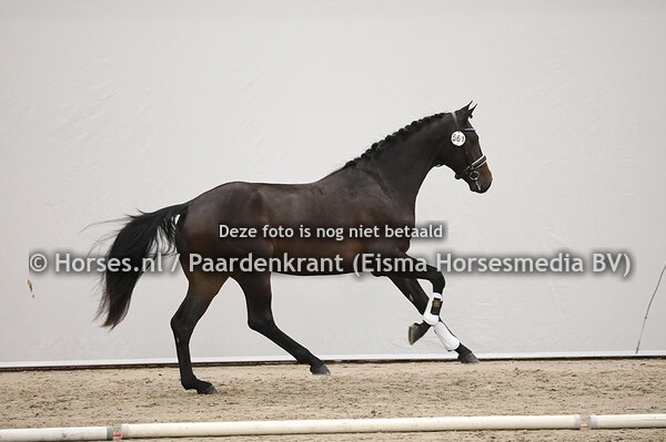 561 Total US x Vivaldi