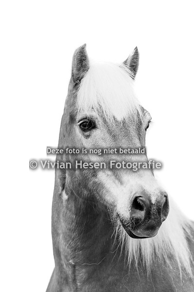 Andrés van de Edelweiss