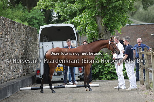 14 Okki (Kasper DDH x Kyaniek v. Lordanos)