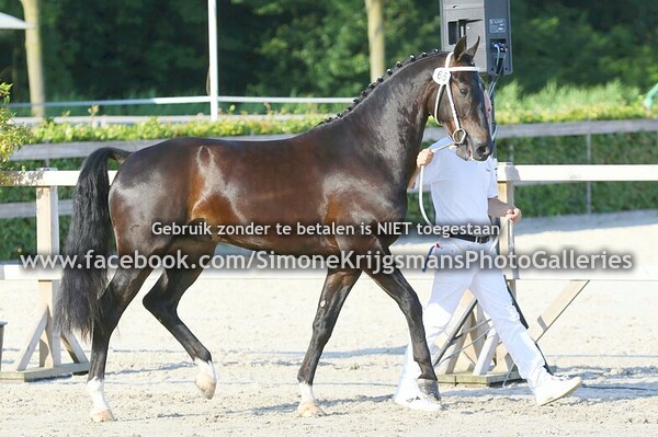 03. 3 jaar en oudere ruinen en hengsten
