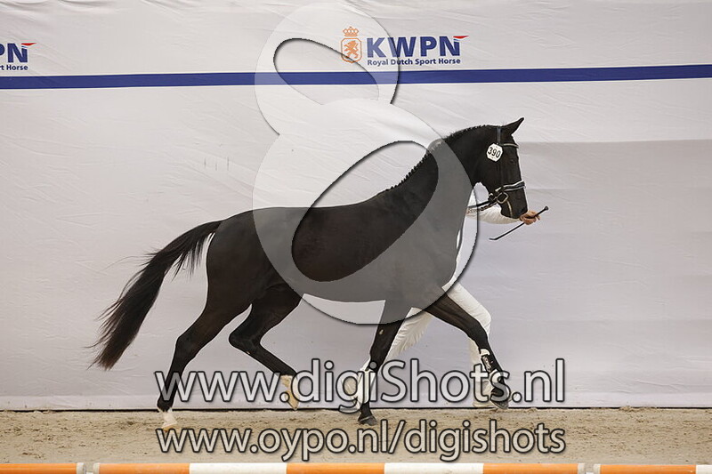 Samuel v. Just Wimphof