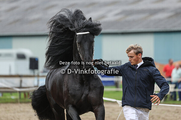 17. Veulenboekhengsten voor ster