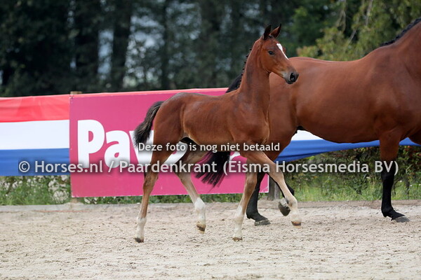 66 Once Again (Bordeaux x Vienna v. Ferro) (2)