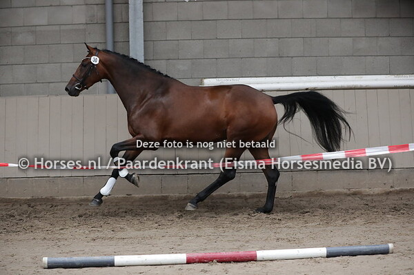 30 Missy de Orienta (Henkie x Ebbeny v, Johnson)